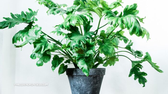 Philodendron Selloum