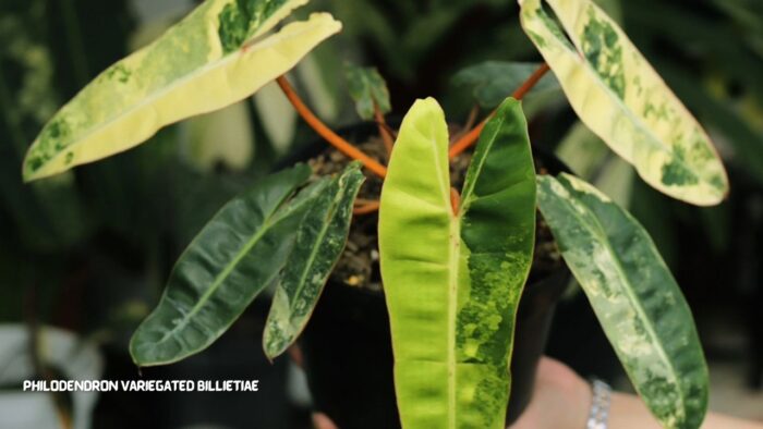 Philodendron Variegated Billietiae