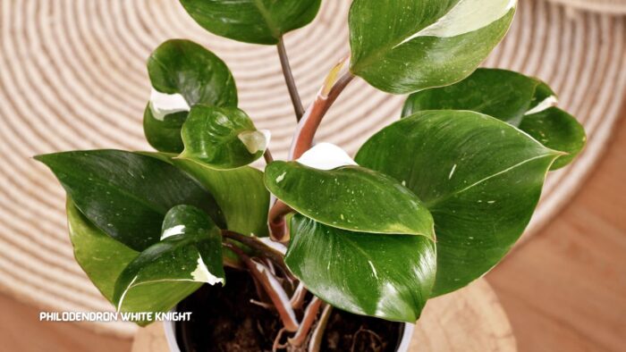 Philodendron White Knight