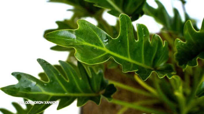 Philodendron Xanadu