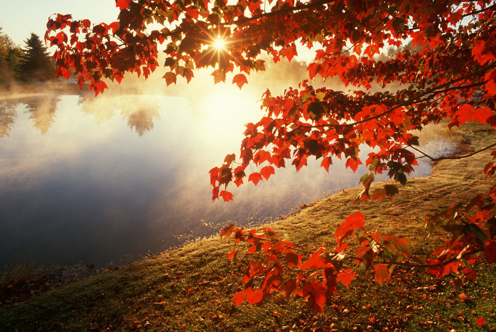 Fall colors by a misty pond in Connecticut, USA. 