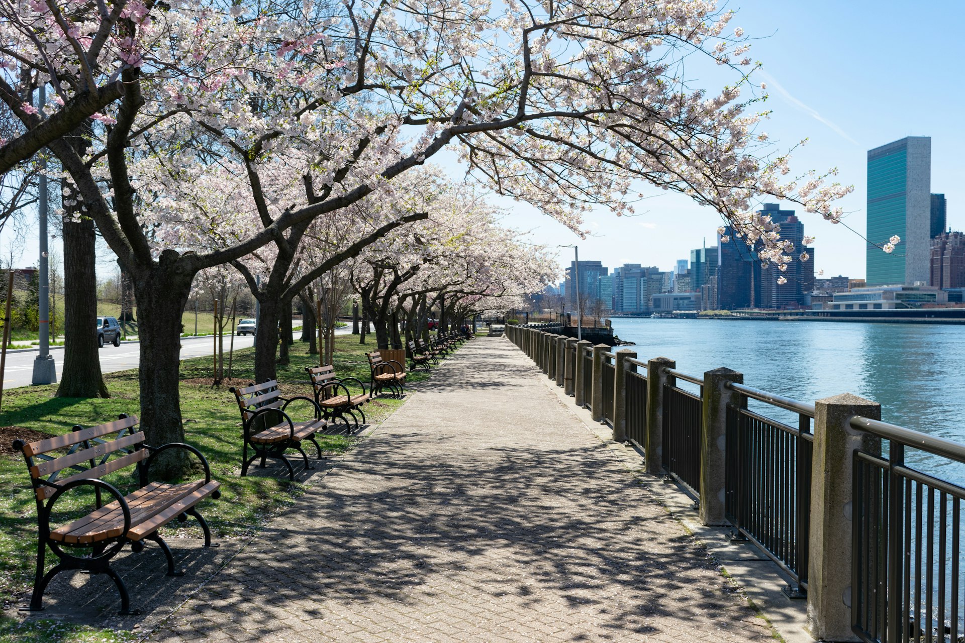 An empty walking path along the East River with white flowering cherry blossom trees and benches during spring on Roosevelt Island of New York City