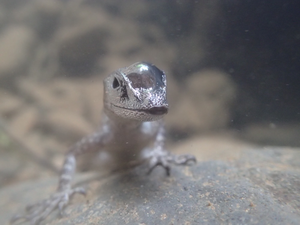 Water anole using air bubble to breathe underwater