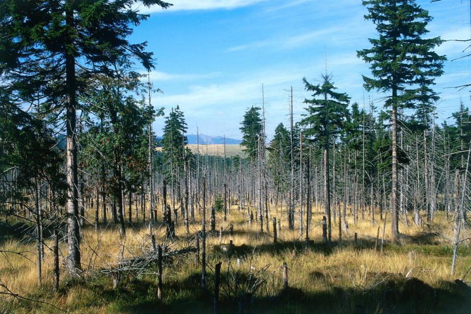 A forest with many trees stripped bare of pine needs.