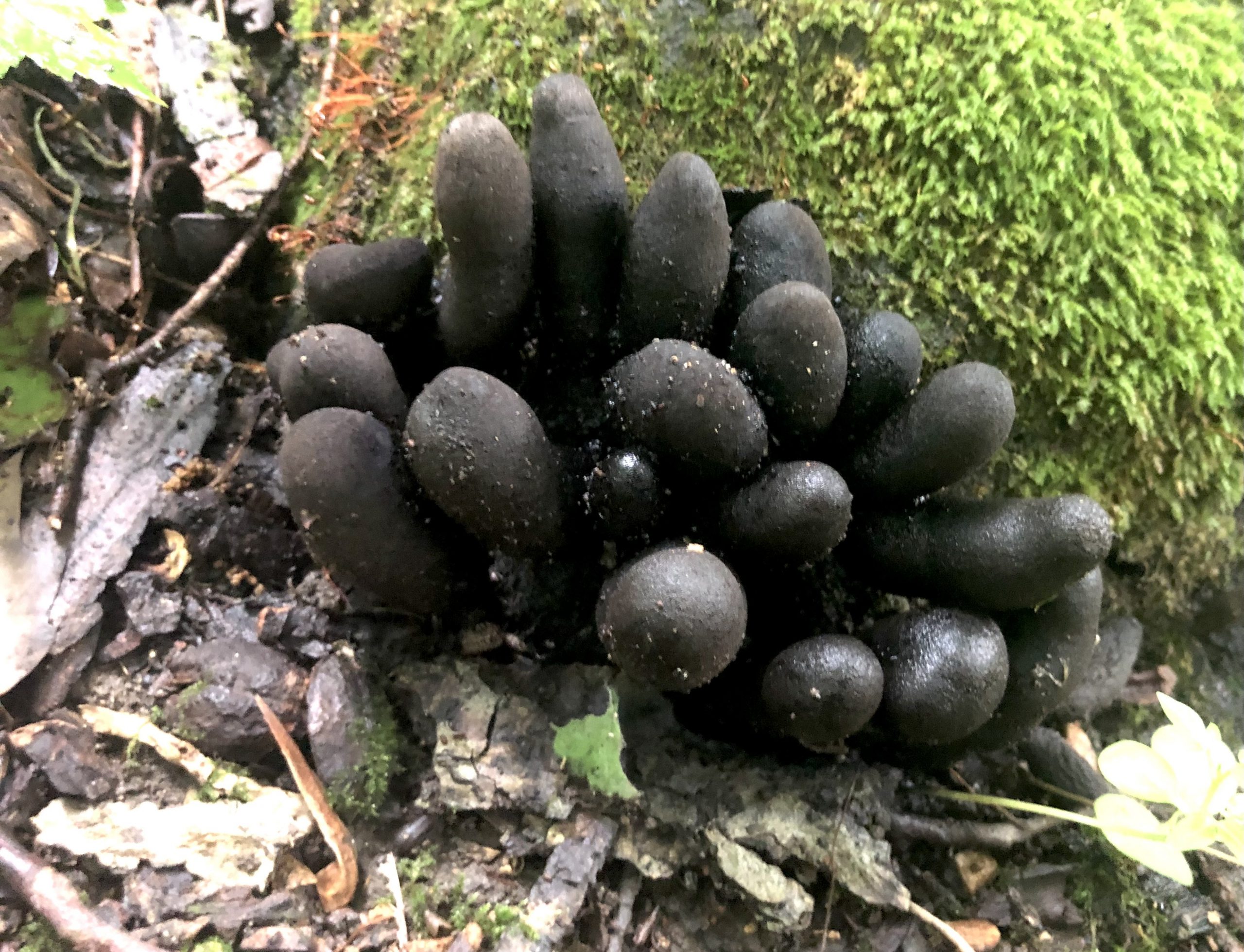 dark finger-like fungi that represent the mature fruting bodies of the fungus