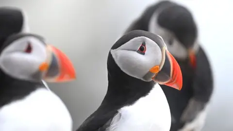 Getty Images A close up picture of puffins, one bird looks directly into the camera lense. They have black feathers on their backs, necks and top of their heads, with white feathers on their breast and the side of their heads. They also have brightly coloured beaks