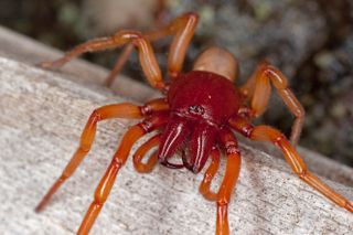 Large bright red/orange spider.