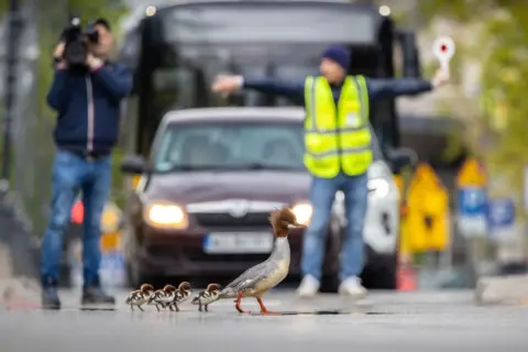 Grzegorz Długosz/Bird Photographer of the Year Goosanders cross a road in Warsaw, Poland.