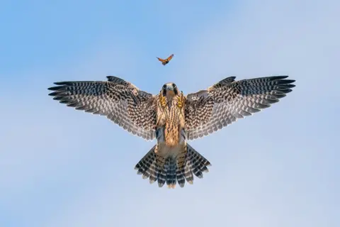 Jack Zhi/Bird Photographer of the Year Peregrine Falcon chasing a butterfly in Southern California, United States.