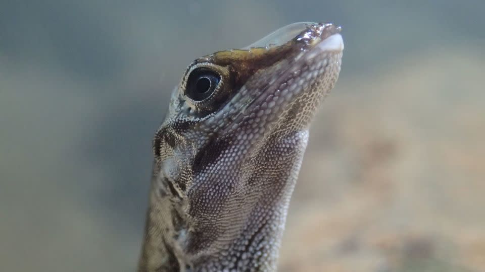 Using the air bubble helps the anole to stay underwater longer, and the technique may help the tiny lizard hide from predators, researchers say. - Dr. Lindsey Swierk