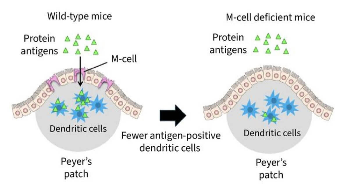 When protein antigens are injected into the small intestine of wild-type mice, they are passed to dendritic cells in the Peyer's patches; similar experiments in M-cell-deficient mice result in fewer dendritic cells receiving the protein antigen.