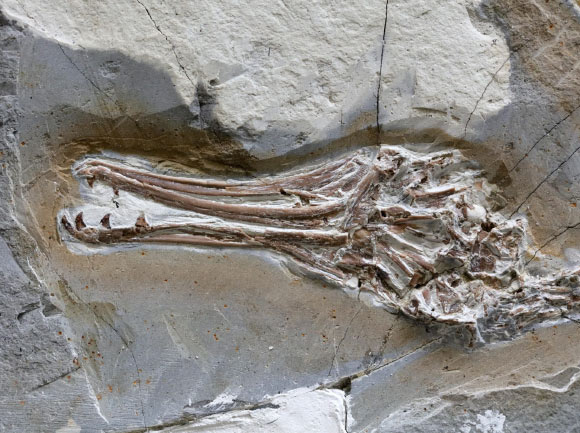 Skull of Longipteryx chaoyangensis. Image credit: Xiaoli Wang.