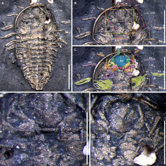 Triarthrus eatoni. Image credit: Jin-bo Hou & Melanie J. Hopkins, doi: 10.1111/pala.12723.