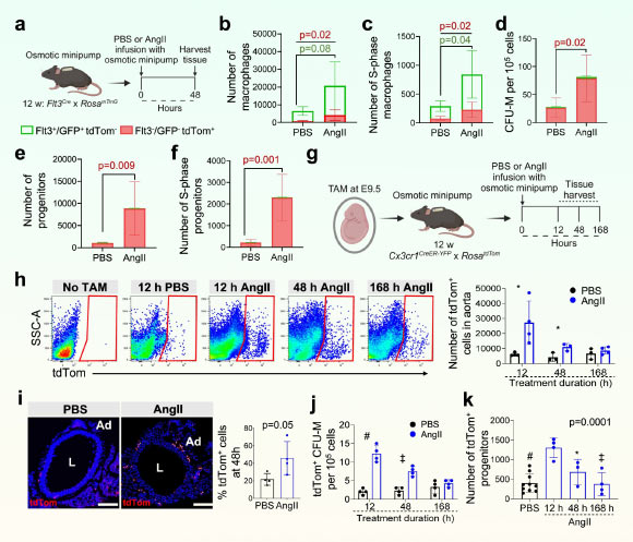 Angiotensin II-induced vascular inflammation involves early expansion of EndoMac progenitors in vivo. Image credit: Williamson et al., doi: 10.1038/s41467-024-51637-7.