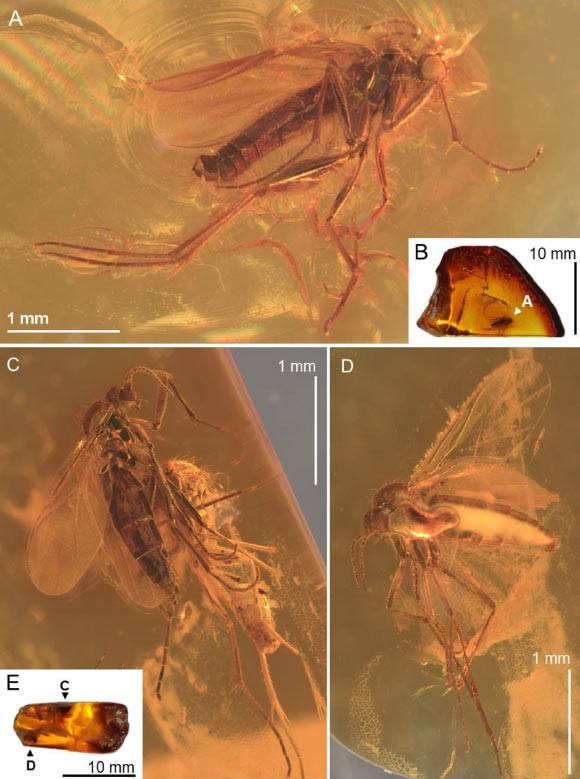 Robsonomyia baltica. Image credit: Pełczyńska et al., doi: 10.1038/s41598-024-59448-y.