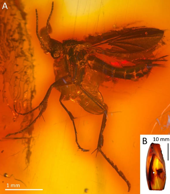 Robsonomyia henningseni. Image credit: Pełczyńska et al., doi: 10.1038/s41598-024-59448-y.