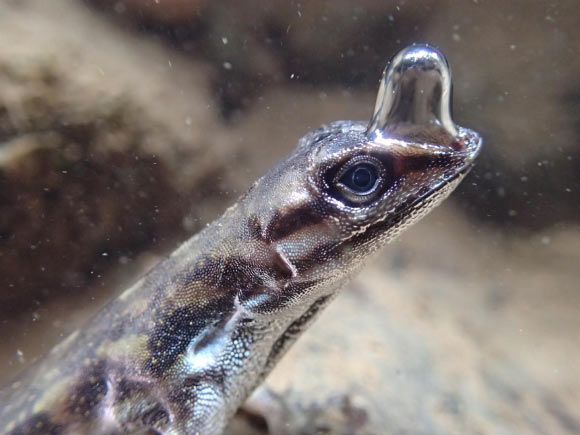 Semi-aquatic anoles live along Neotropical streams and frequently dive for refuge, remaining underwater for up to 16 minutes. Image credit: Lindsey Swierk.