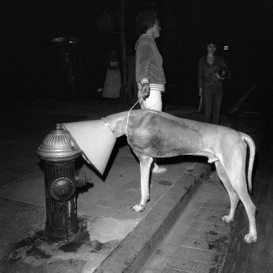 a black and white photograph of a dog with three legs wearing a cone, sniffing a fire hydrant