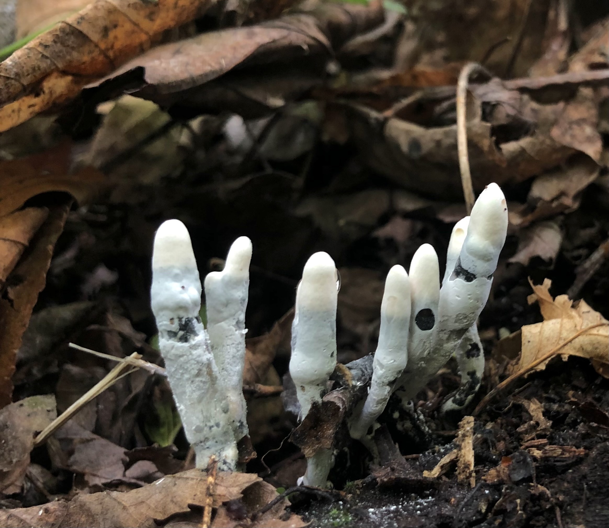 light finger-like fungus rising from under some leaves