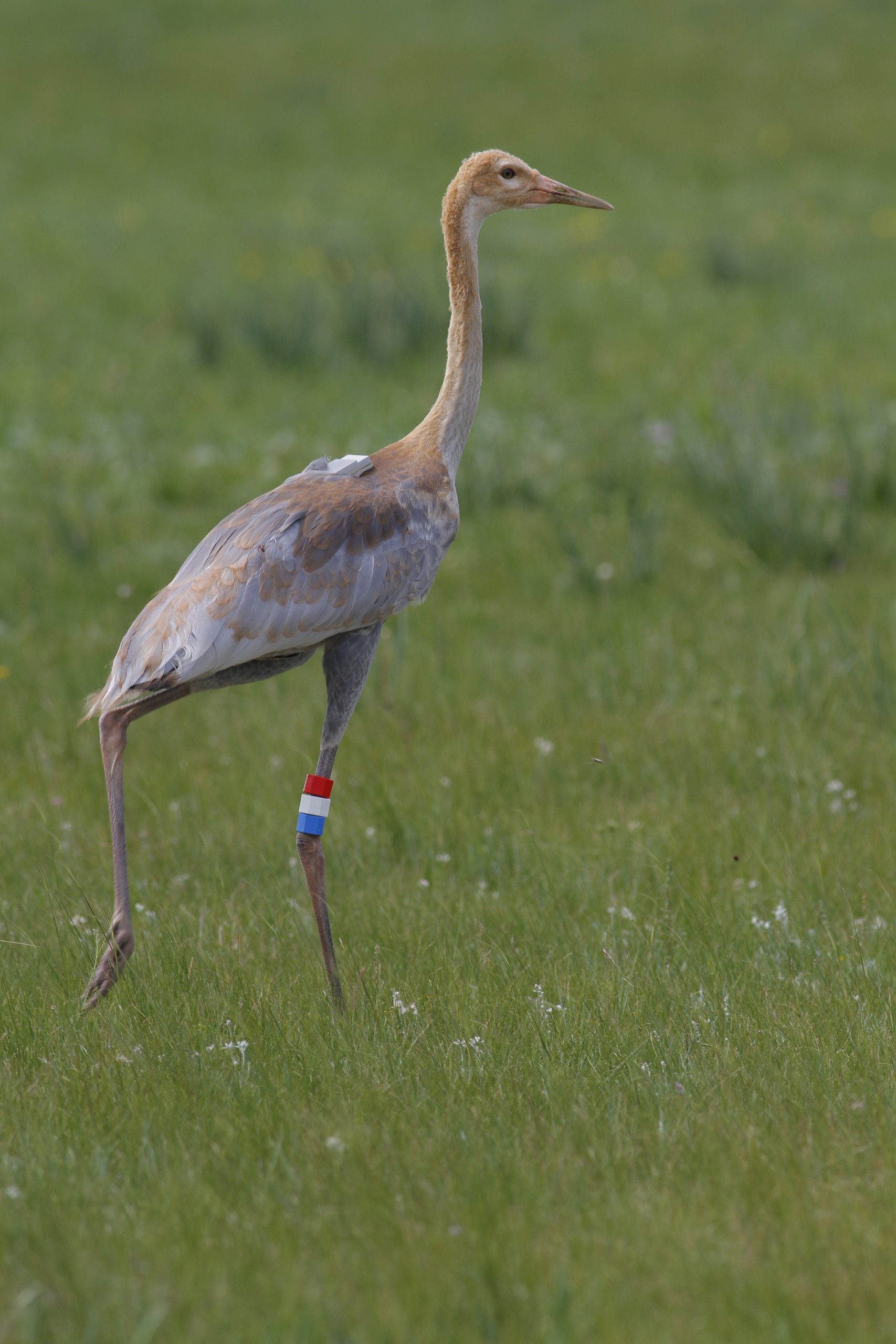 a juvenile crane with long legs and brown and gray plumage stands in tall green grass. the bird also has three small trackings bands on its lef