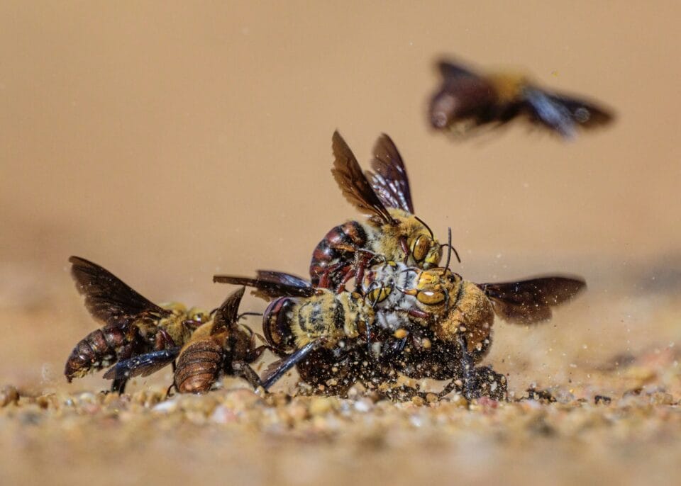 bees are in a ball battling for a mte