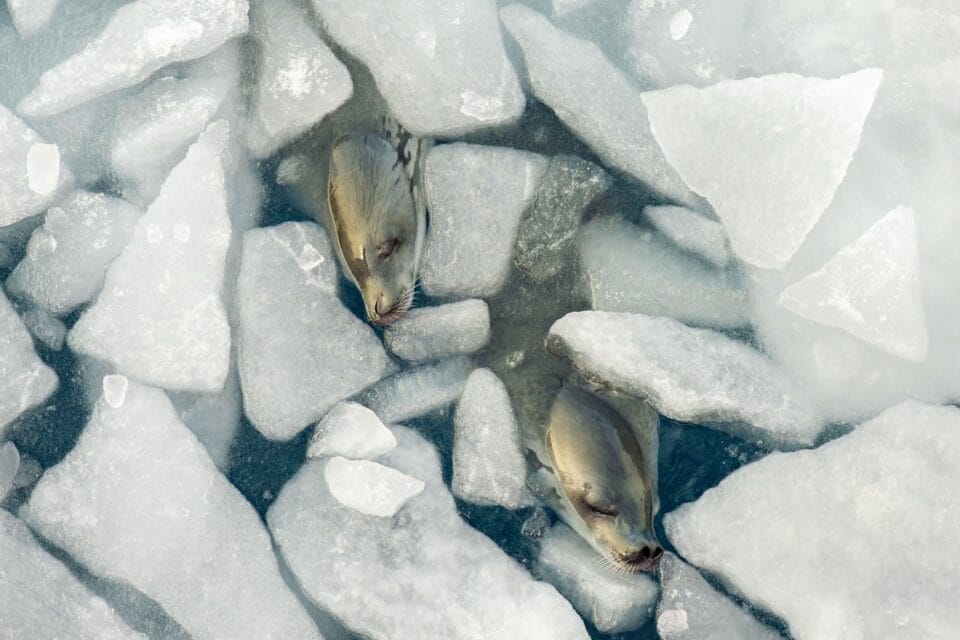 two seals sleep amid broken ice floes