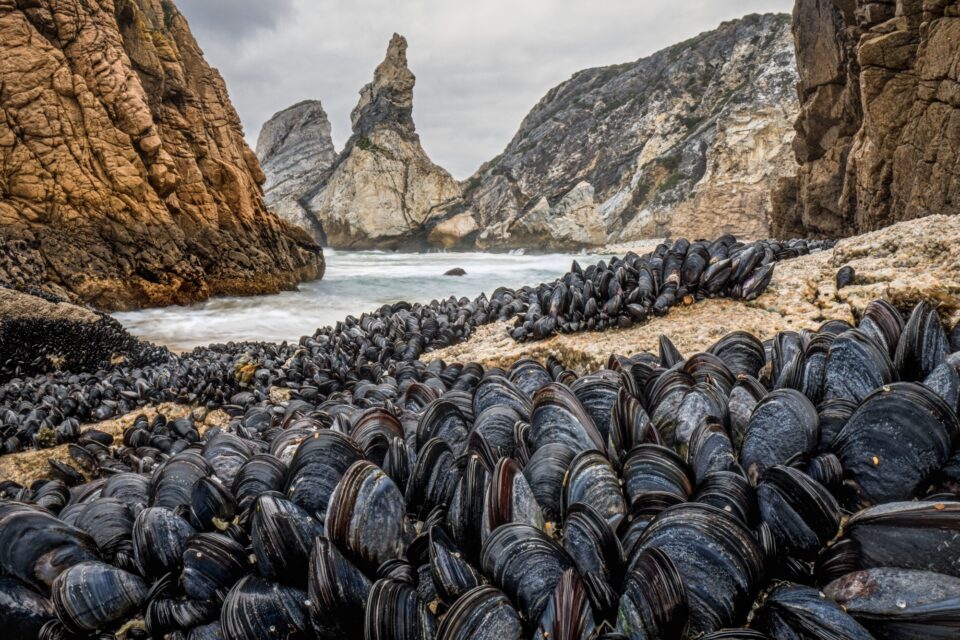 innumerable clams populate a beach near a rocky cove