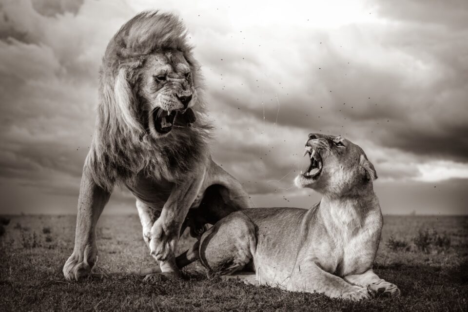 a female lion snarls with a male lion who is trying to mate with her