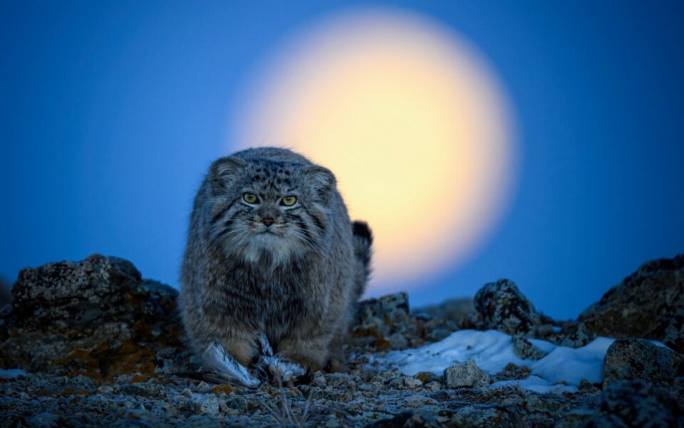 a large cat stares directly at the camera as it holds its prey in its paws