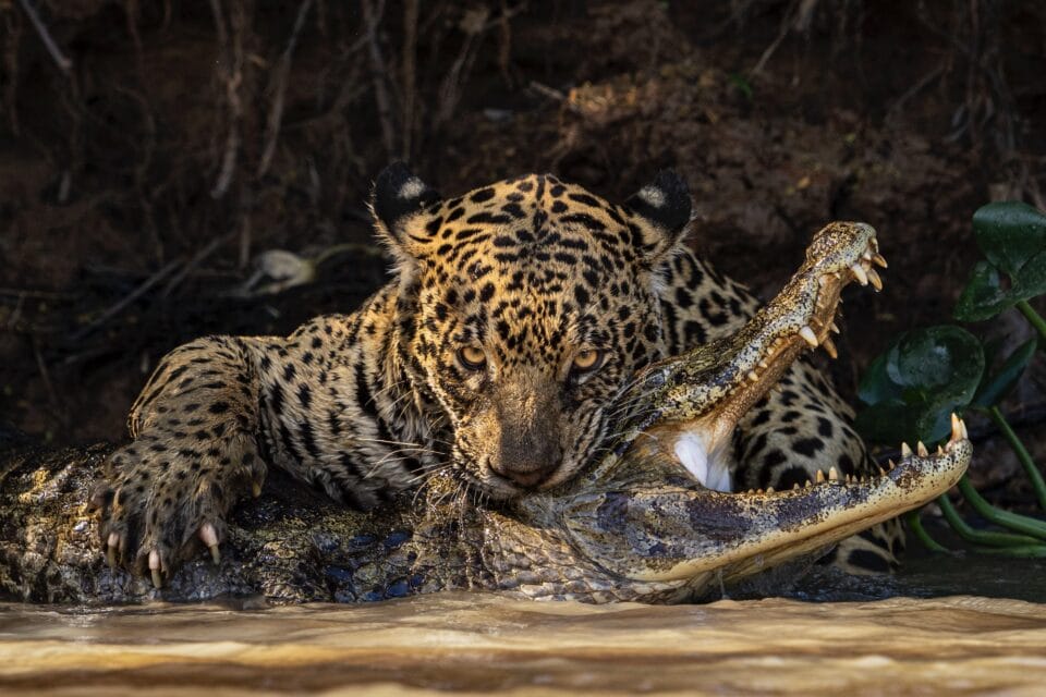 a jaguar stares straight at the camera as it bites into a crocodile