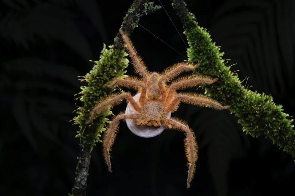 a fuzzy orange spider hovers over a white disc and straddles mossy branches