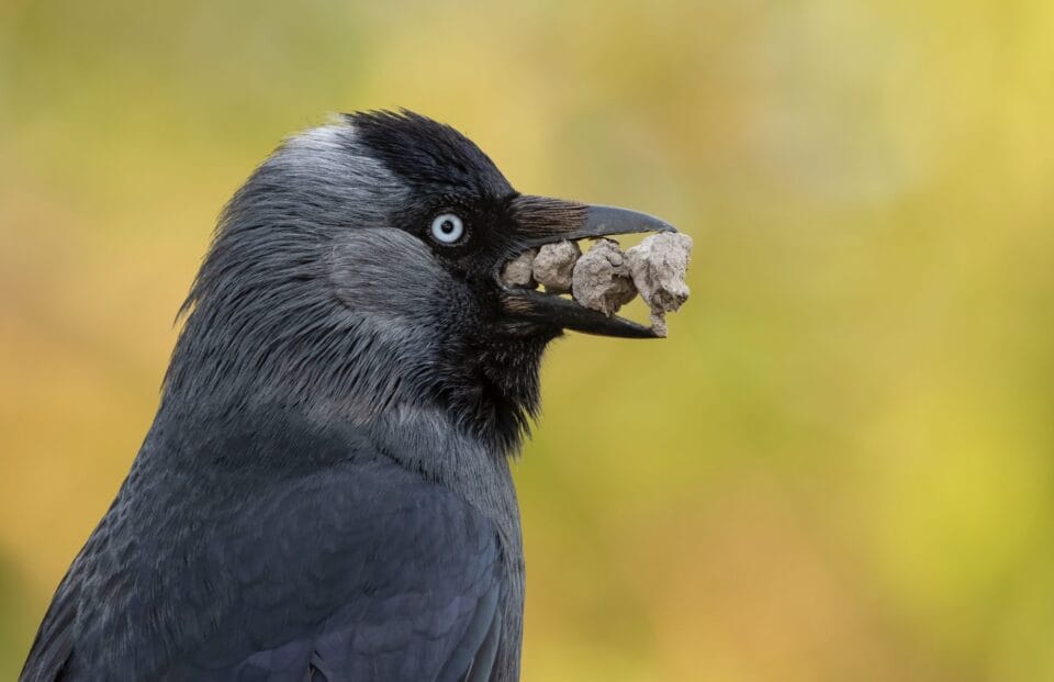 a black jackdaw holds stones in its mouth