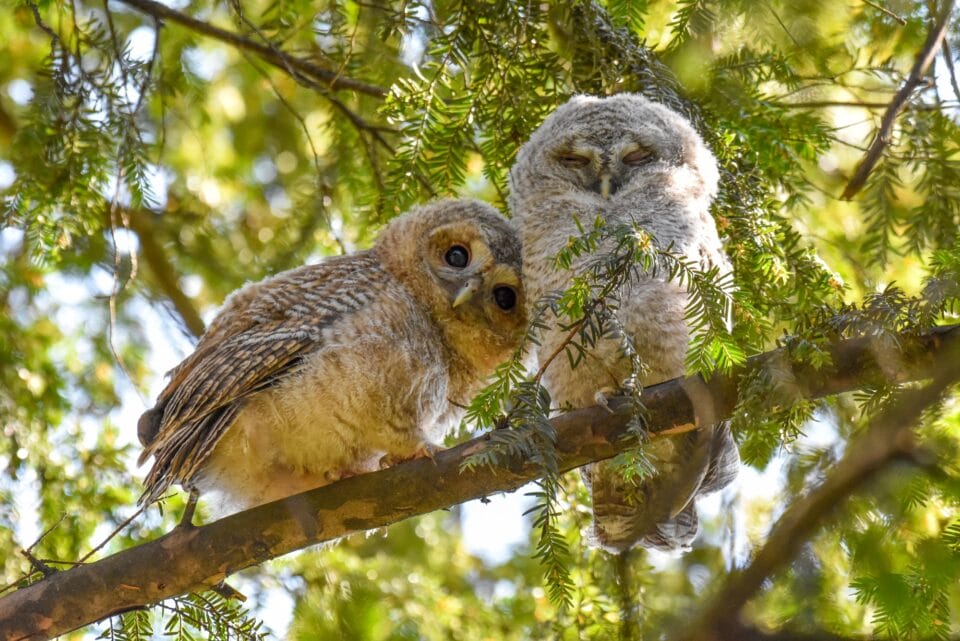 two fuzzy owls perch on a tree branch. one leans toward the other to rest its head on its wing and the other has its eyes closed