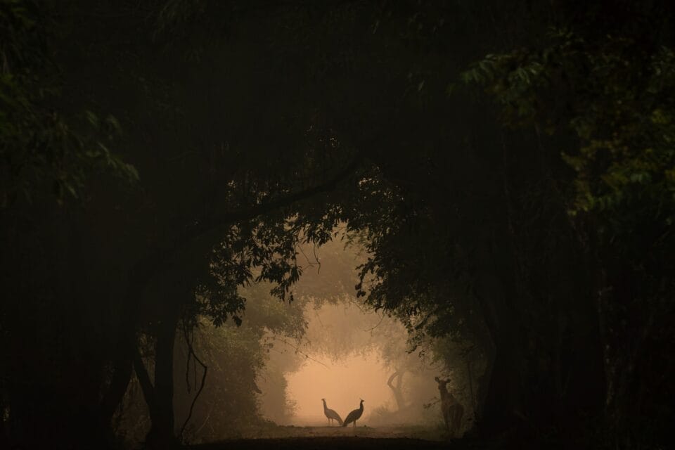 two Indian peafowl stand in the center of the frame at dusk, perfectly surrounded by the canopy of the trees